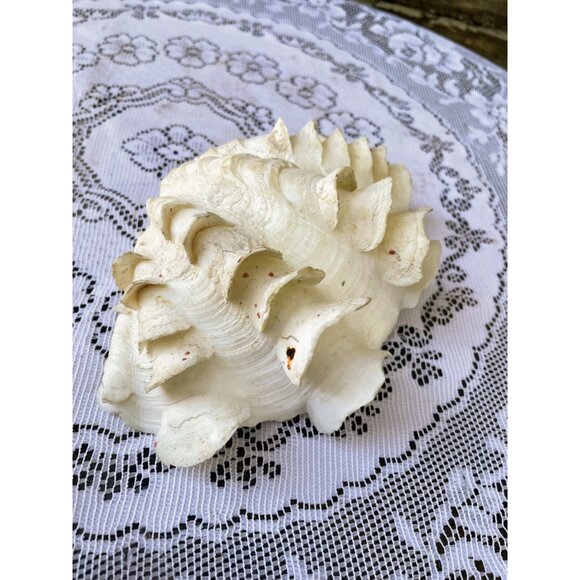 Vintage Small Clam Shell Beach Cottage Decor 6.5x5 - Picture 3 of 8